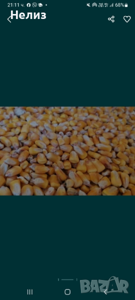 царевица на зърна, снимка 1