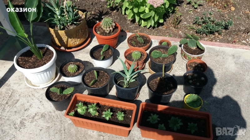 кактуси.алое,дебелец цена за всички, снимка 1