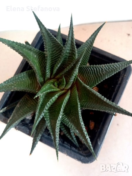 Haworthia Limifolia Twister - сукулент, снимка 1