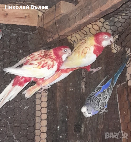 Розели , снимка 1