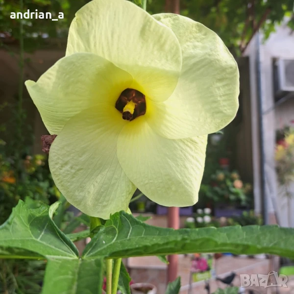 Жълт градински хибискус, снимка 1