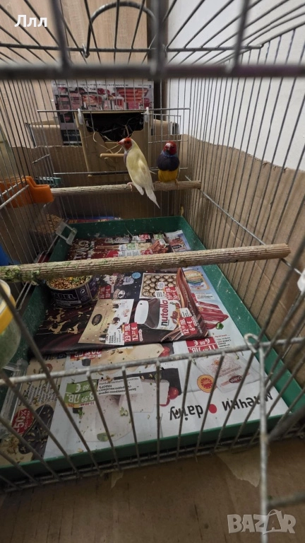 Гулдови Амадини, снимка 1