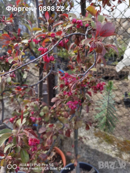 Декоративна червена ябълка Малус, снимка 1