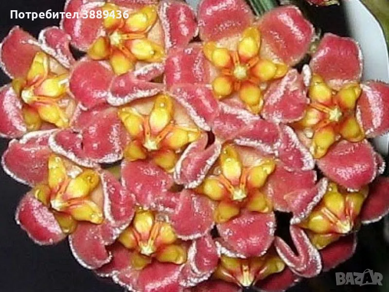 Хоя Davidcummingii, снимка 1