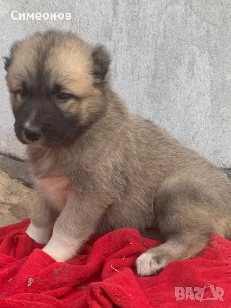 Кангал кучета, снимка 1