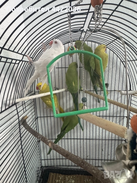 Продавам папагали малък Александър , снимка 1