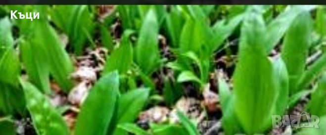 Левурда за расад, снимка 1