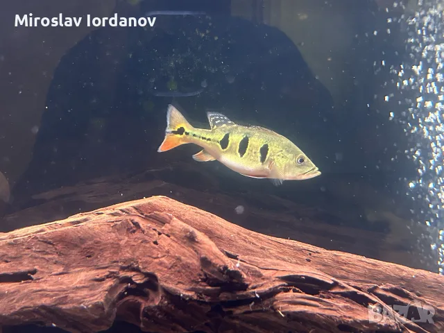цихли peacock bass, снимка 3 - Рибки - 55966009