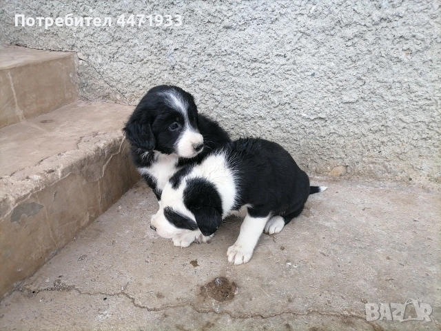 бордър коли , снимка 4 - Други - 53143967