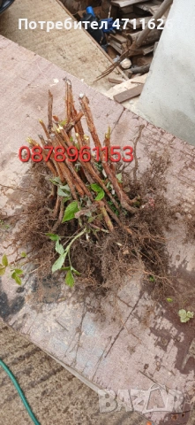 Разсад ягоди и малини , снимка 16 - Разсади - 53281312