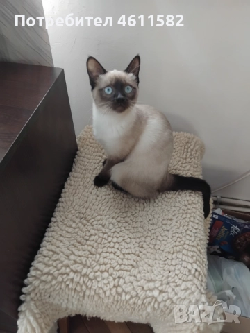 Продавам сиамски котенца, снимка 3 - Сиамска - 51921401