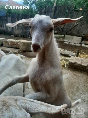 Продавам ярета 🐐, снимка 1