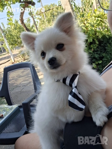 Померан-мини шпиц, снимка 2 - Померан - 50591698