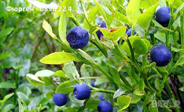 Вечно зелена боровинка - Съншайн Блу Blueberry Sunshine blue, снимка 5 - Разсади - 40702850