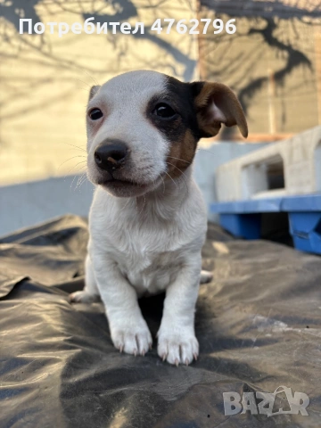 Чистокръвен Джак Ръсел, снимка 8 - Джак ръсел териер - 53807929