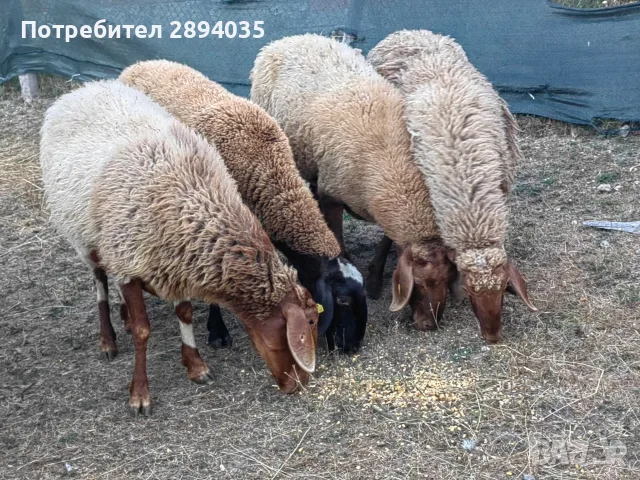 бартер за крави телета , снимка 9 - Овце - 55868544