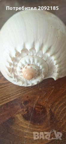 Миди,корали, снимка 8 - Други ценни предмети - 51854663