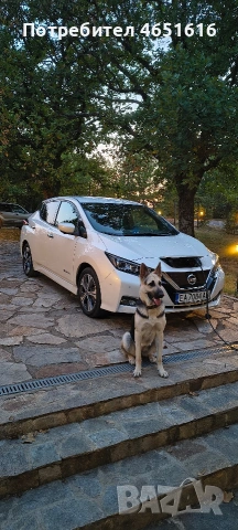 Източно Европейска овчарка момче , снимка 5 - Други - 53642551