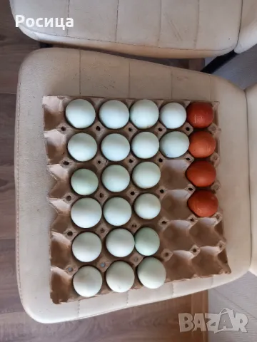 Разплодни яйца от Легбар, снимка 3 - други­ - 48804311