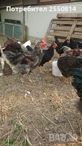 Катунски петли, снимка 8 - Кокошки и пуйки - 41103973