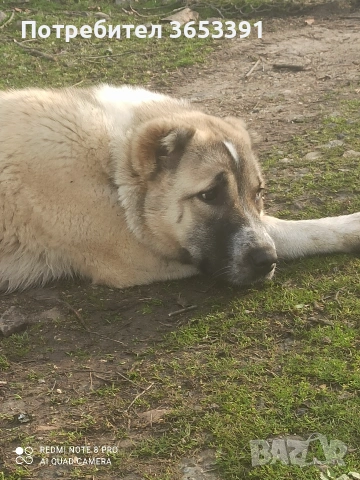 продавам средноазиатска овчарка, снимка 5 - Средноазиатска овчарка - 53689978