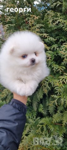 Померен , снимка 7 - Померан - 35755799