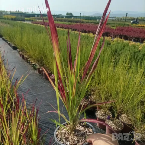 Императа Червен Барон, Imperata 'Red Baron', Декоративна трева, снимка 11 - Градински цветя и растения - 37058656