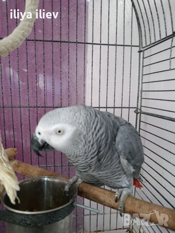 Жако на 3 години, снимка 2 - Папагали - 53776060