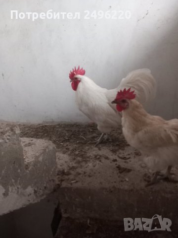 петел  Бял Авсралорп, снимка 2 - Кокошки и пуйки - 42193539