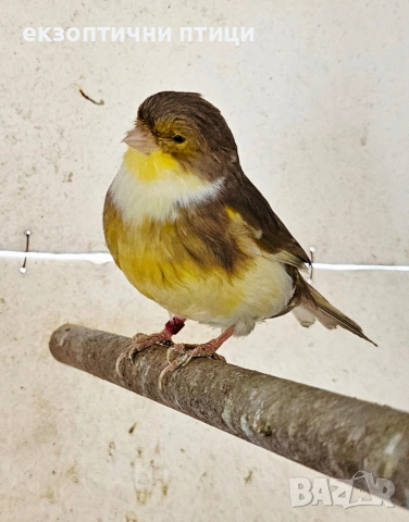 Продава или Разменям