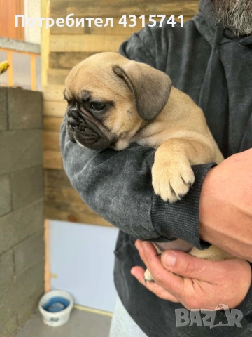 Френски булдог, снимка 9 - Френски булдог - 53222699