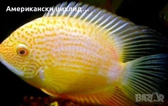 Heros severum gold, снимка 2 - Рибки - 42418864