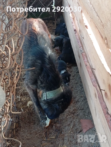Кученца каракачани, снимка 5 - Каракачанска овчарка - 52457599