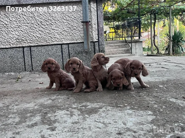 кокерчета момичета и момчета , снимка 4 - Кокер шпаньол - 56375952