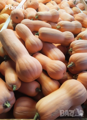 Българки тикви (тиква)