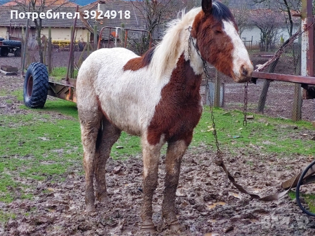 Продавам двата коня 