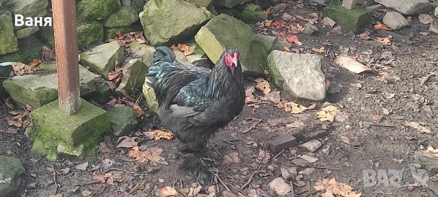 Продавам петел порода черна брама, снимка 7 - Кокошки и пуйки - 52953944