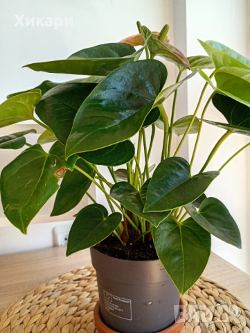 Антуриум , снимка 7 - Стайни растения - 53785384