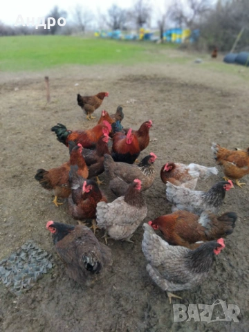 Продавам катунски кокошки, яйца и пилета на различна възраст, снимка 6 - Кокошки и пуйки - 53712029