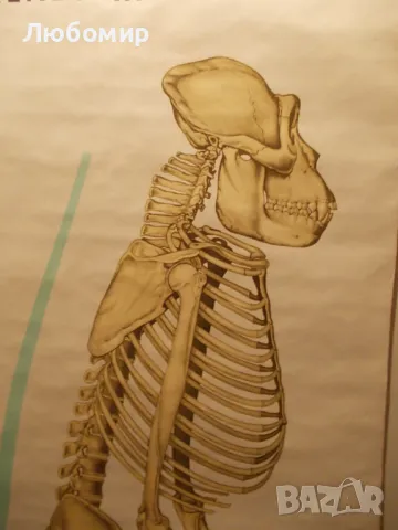 Старинно учебно табло Анатомия, снимка 4 - Антикварни и старинни предмети - 48677304