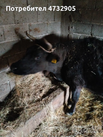 Продавам ялова крава