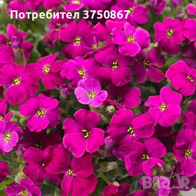 💞🍀🌸 Аубриета / Aubrieta, снимка 3 - Градински цветя и растения - 53641063