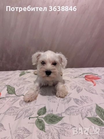 Цверг шнауцер, снимка 5 - Други - 51460964