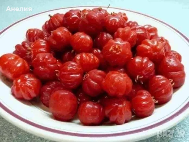 Суринамска ( Бразилска череша) в саксия , снимка 2 - Стайни растения - 56123351