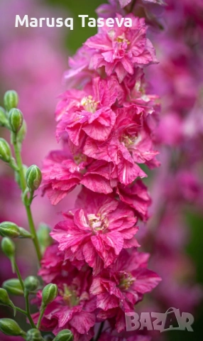 Делфиниум -10 вида , снимка 8 - Градински цветя и растения - 53818064