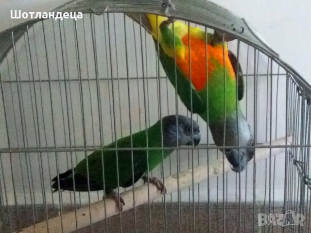 Сенегалски папагали-чифт, снимка 2 - Папагали - 42103487
