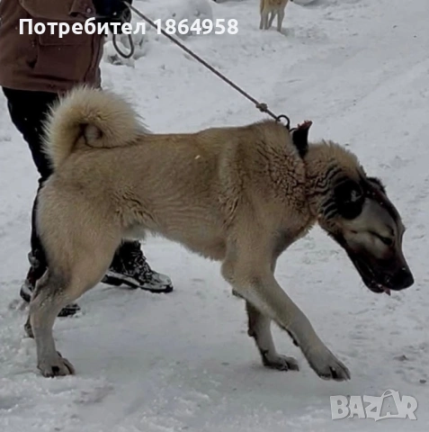 ТУРСКИ КАНГАЛ Доставка, снимка 5 - Кангал - 53765320