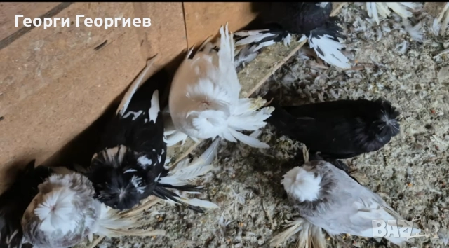 Гълъби бухари , снимка 11 - Гълъби - 52404966