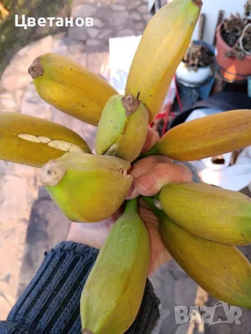 Банан Musa Dahijao, снимка 4 - Стайни растения - 49485183