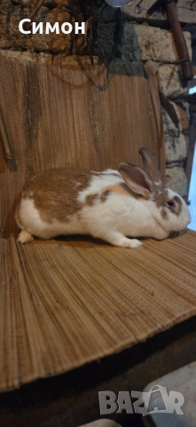 Зайци , снимка 3 - Други - 53237510